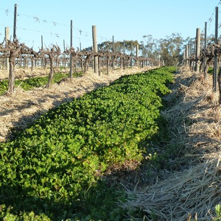 Ground-cover-between-vine-rows.jpg