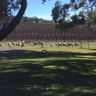 HRCE new photo web site Sheep in vineyard.jpg